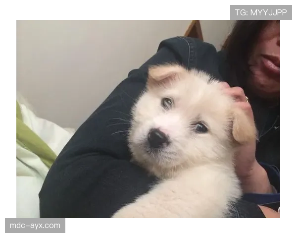 高磊家的狗吃的比我都贵